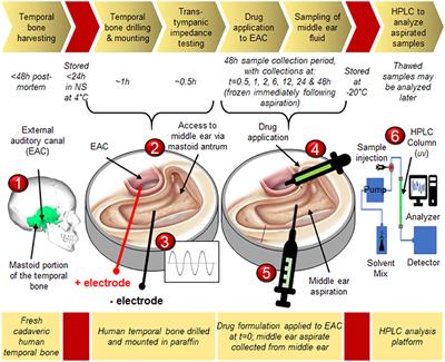 Initial Method for Characterization of Tympanic Membrane Drug Permeability in Human Temporal Bones In Situ